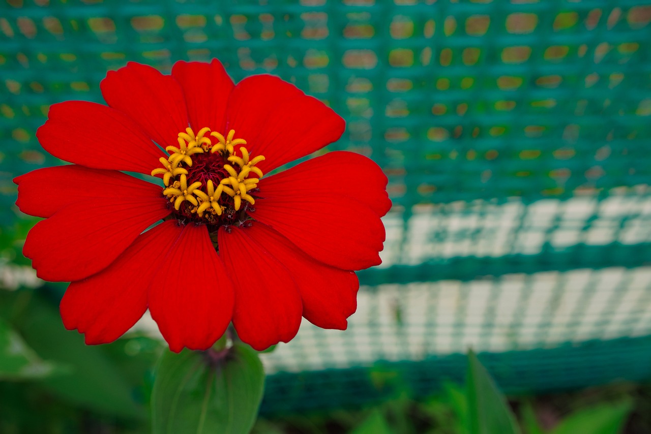 Growing and Decorating with Zinnias